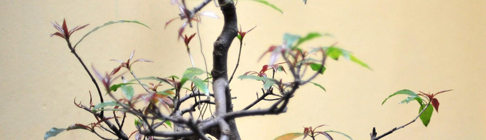 Beaverbuilt Custom Fly Rods